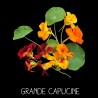 Grande Capucine