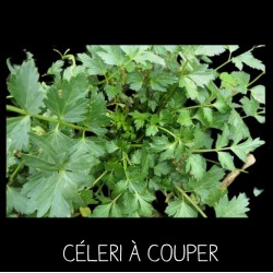 Céleri à couper Apium Graveolens