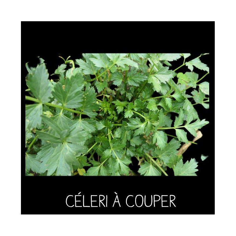 Céleri à couper Apium Graveolens