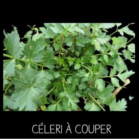 Céleri à couper Apium Graveolens
