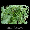 Céleri à couper Apium Graveolens