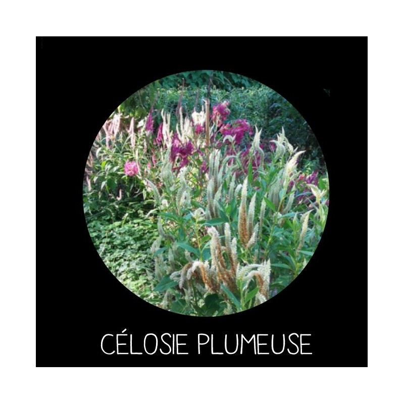 Célosie plumeuse