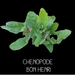 Chenopode bon henri - CHENOPODIUS BON HENRICUS