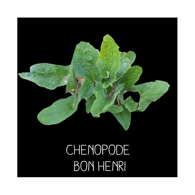 Chenopode bon henri - CHENOPODIUS BON HENRICUS