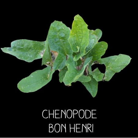 Chenopode bon henri - CHENOPODIUS BON HENRICUS