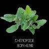 Chenopode bon henri - CHENOPODIUS BON HENRICUS