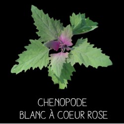 Chenopode blanc à coeur rose ( chenopodius album rubrum)
