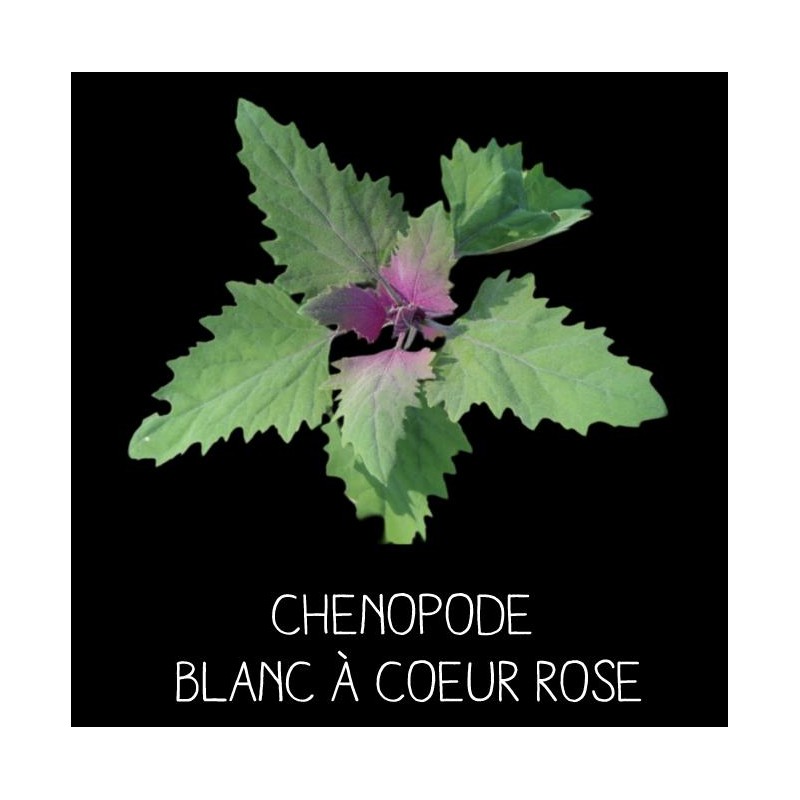 Chenopode blanc à coeur rose ( chenopodius album rubrum)