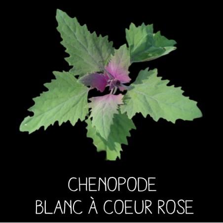 Chenopode blanc à coeur rose ( chenopodius album rubrum)