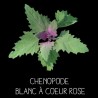 Chenopode blanc à coeur rose ( chenopodius album rubrum)