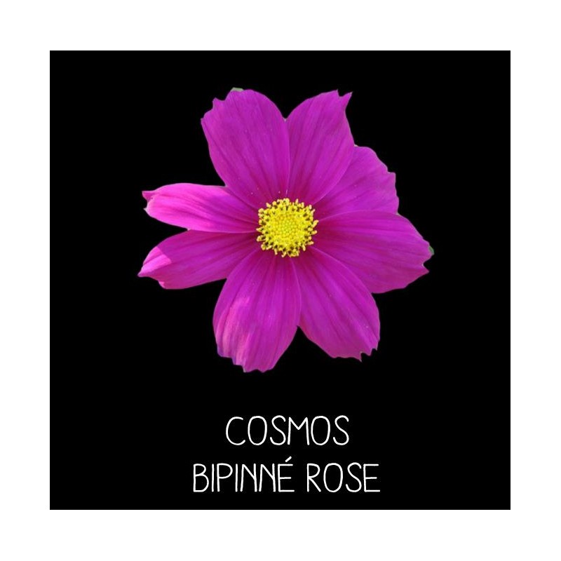 Cosmos bipinné rose