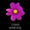 Cosmos bipinné rose