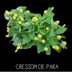 Cresson de Para - SPILANTHES OLEACERA