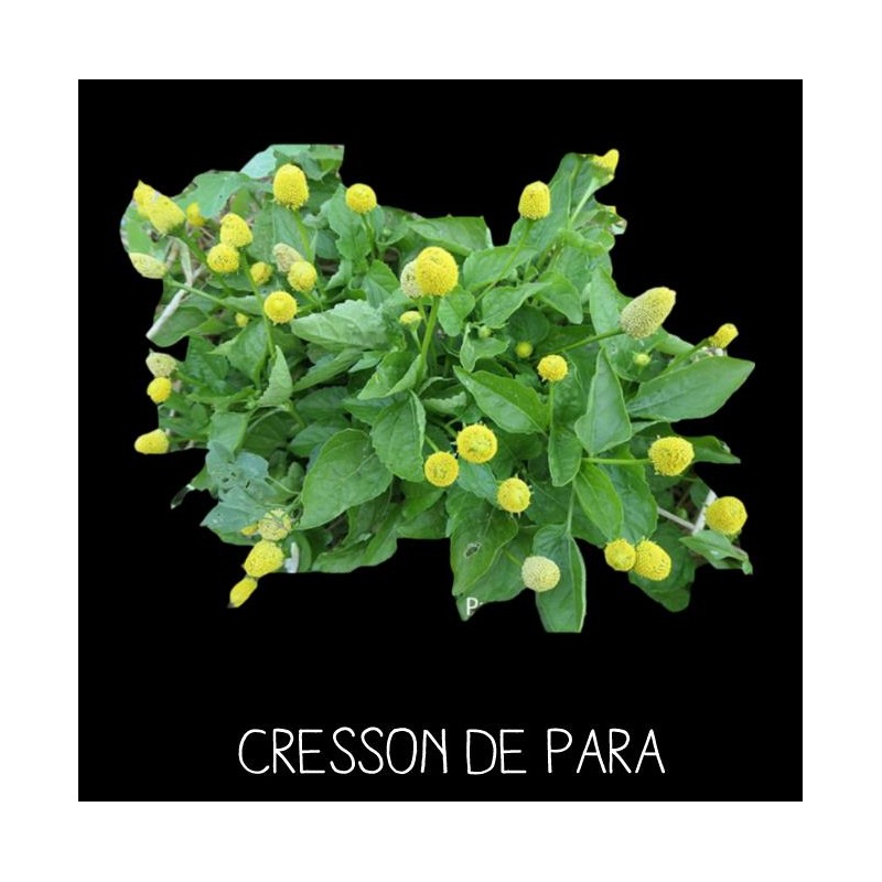 Cresson de Para - SPILANTHES OLEACERA
