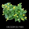 Cresson de Para - SPILANTHES OLEACERA