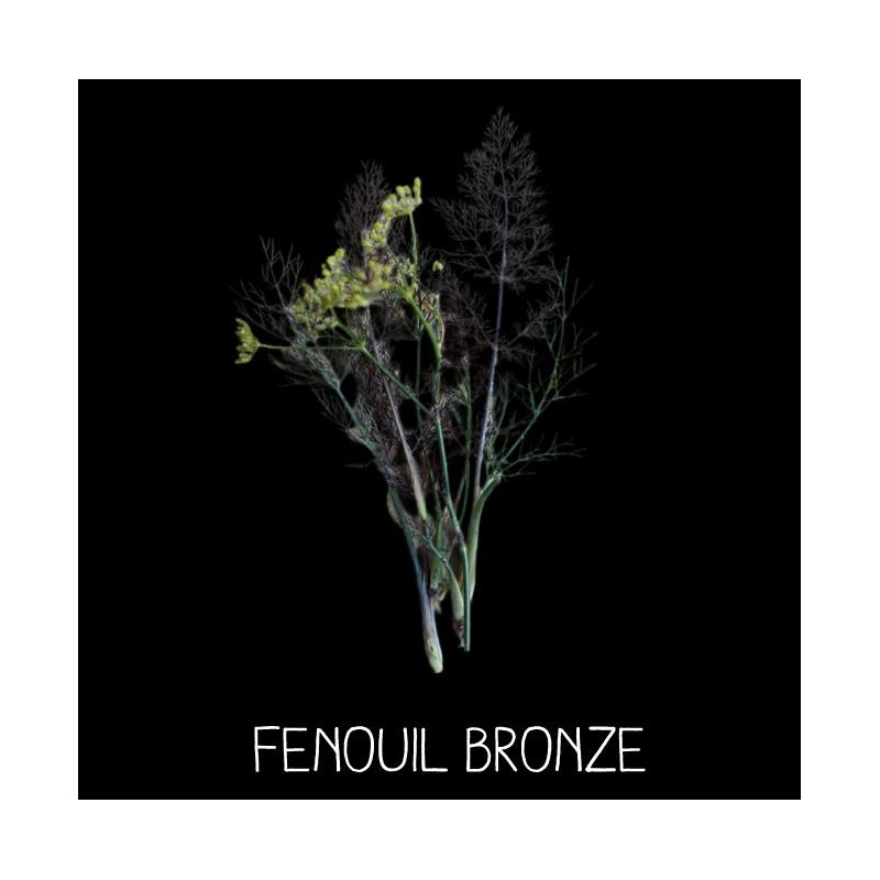 Fenouil Bronze