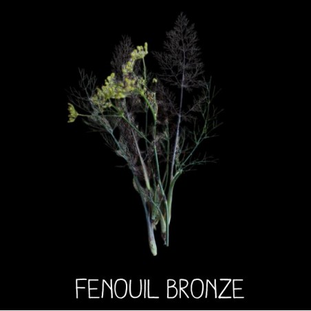 Fenouil Bronze
