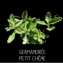 Germandrée Petit Chêne TEUCRIUM CHAMAEDRIS