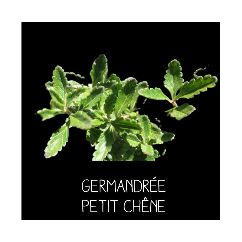 Germandrée Petit Chêne TEUCRIUM CHAMAEDRIS