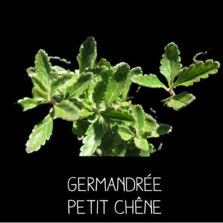 Germandrée Petit Chêne TEUCRIUM CHAMAEDRIS