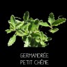 Germandrée Petit Chêne TEUCRIUM CHAMAEDRIS