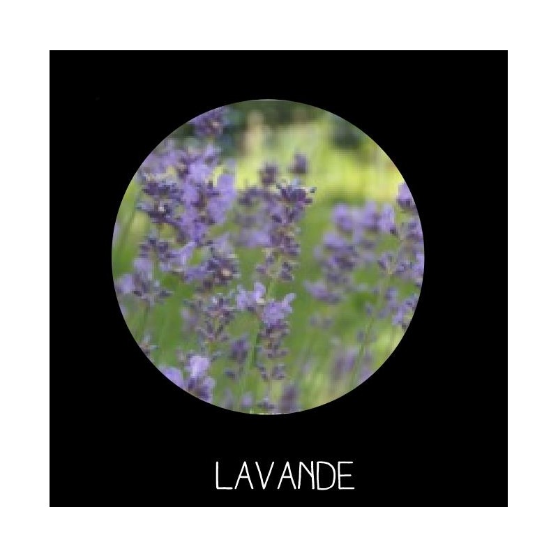 Lavande vraie - LAVENDULA VERA