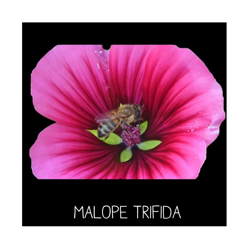 Malopeà 3 lobes MALOPE TRIFIDA