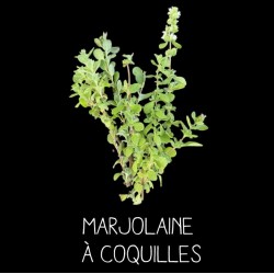Marjolaine à coquilles MARJORANA HORTENSIS