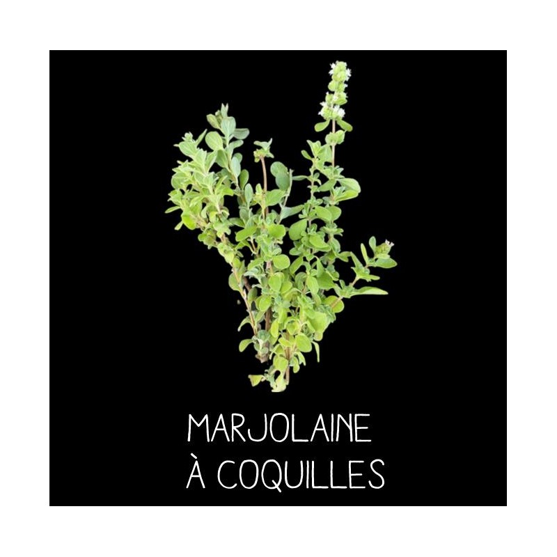 Marjolaine à coquilles MARJORANA HORTENSIS