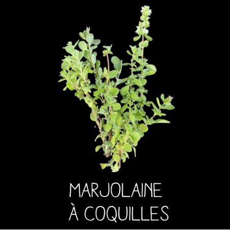 Marjolaine à coquilles MARJORANA HORTENSIS