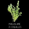 Marjolaine à coquilles MARJORANA HORTENSIS