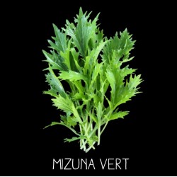 Mizuna vert ou Mézophile (brassica rapa spe)