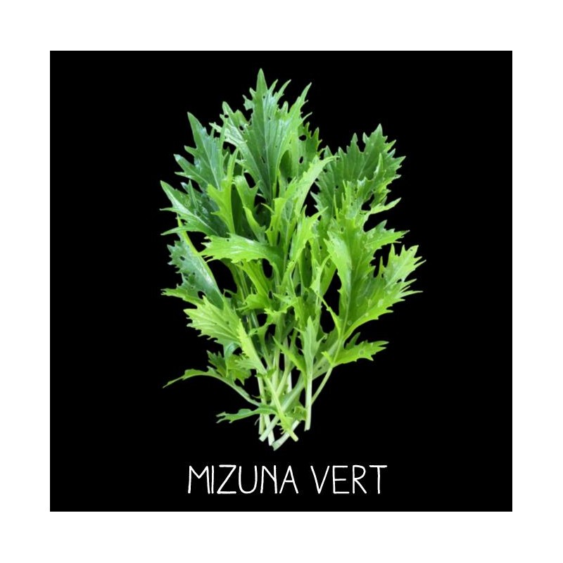 Mizuna vert ou Mézophile (brassica rapa spe)
