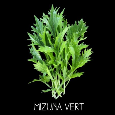 Mizuna vert ou Mézophile (brassica rapa spe)