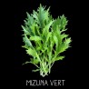 Mizuna vert ou Mézophile (brassica rapa spe)