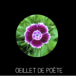 Œillet de poète - DIANTHUS  BARBATUS