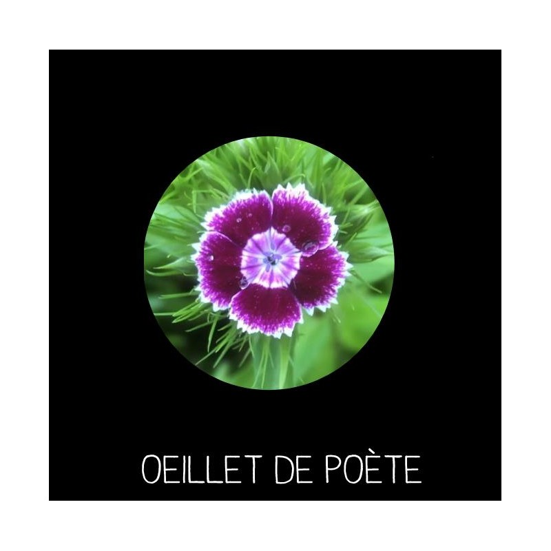 Œillet de poète - DIANTHUS  BARBATUS