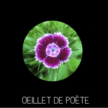 Œillet de poète - DIANTHUS  BARBATUS