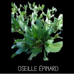 Oseille épinard (rumex patienta)