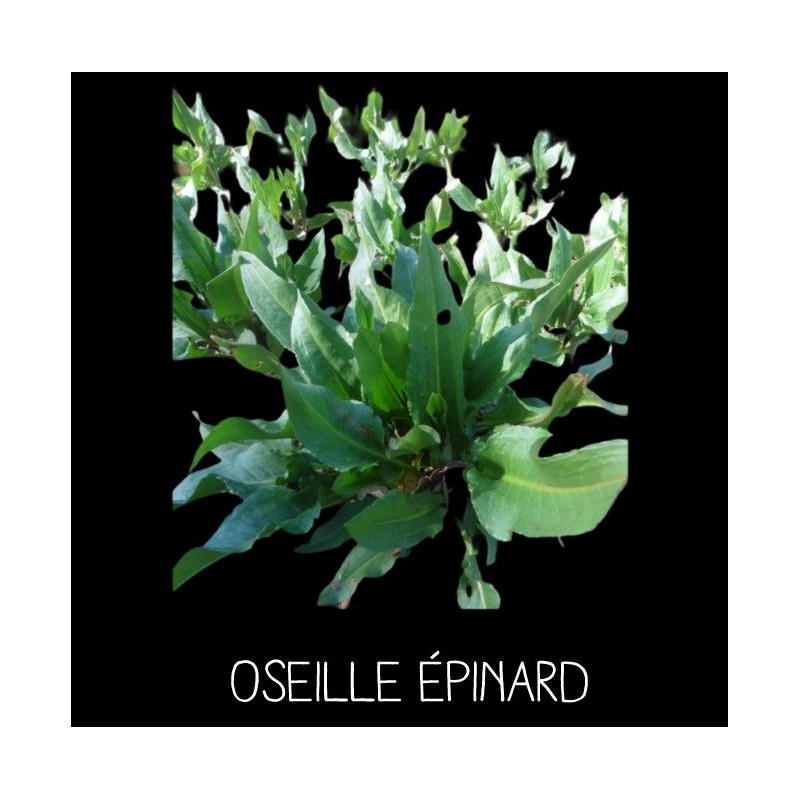 Oseille épinard (rumex patienta)