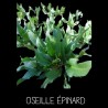 Oseille épinard (rumex patienta)