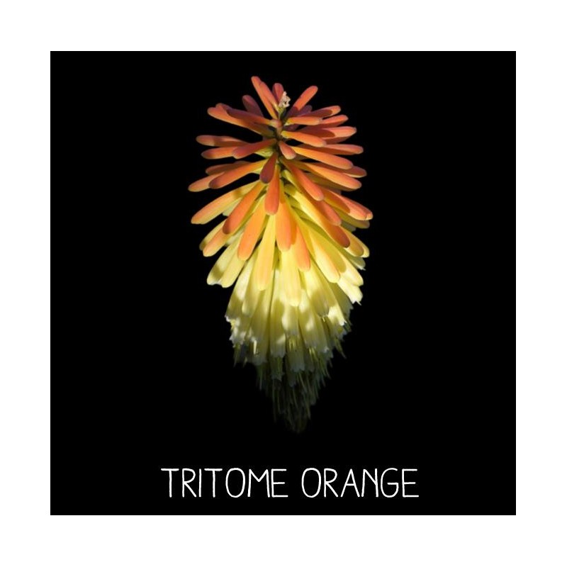 Tritome Orange TRITOMA UVARIA