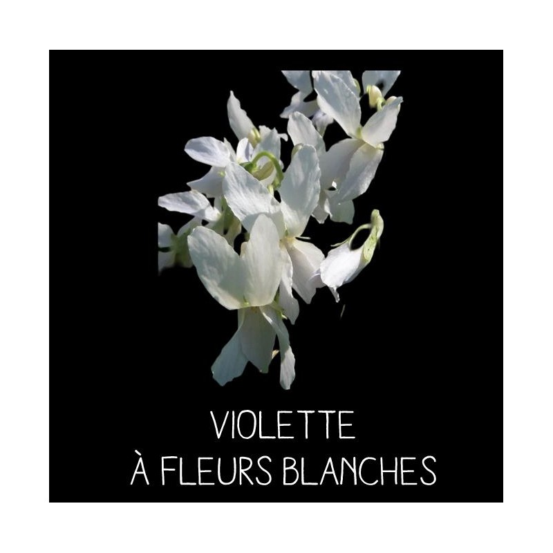 Violette à fleurs blanches