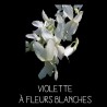 Violette à fleurs blanches