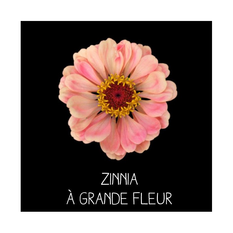 Zinnia à grande fleur