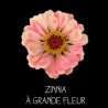 Zinnia à grande fleur