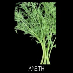 Aneth officinal - ANETHUM GRAVEOLENS