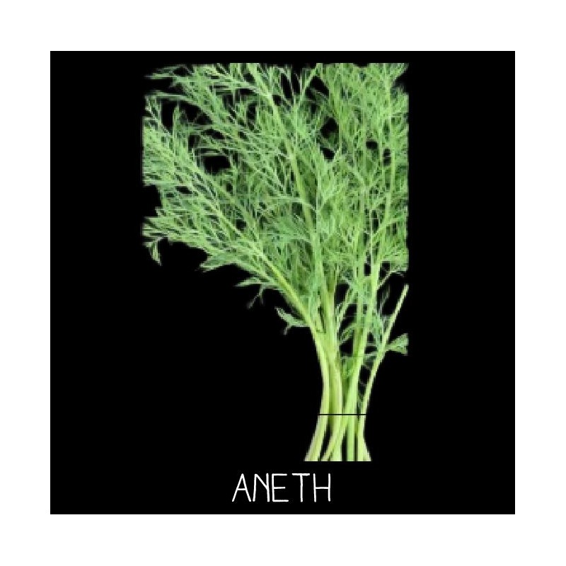 Aneth officinal - ANETHUM GRAVEOLENS