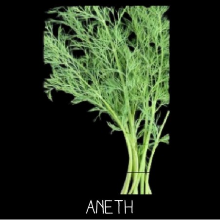 Aneth officinal - ANETHUM GRAVEOLENS