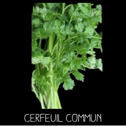 Cerfeuil commun (Anthriscum Cerefolium)